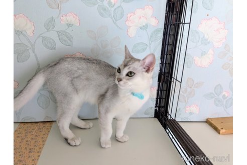 成約済の東京都のバーミラ-100446の6枚目